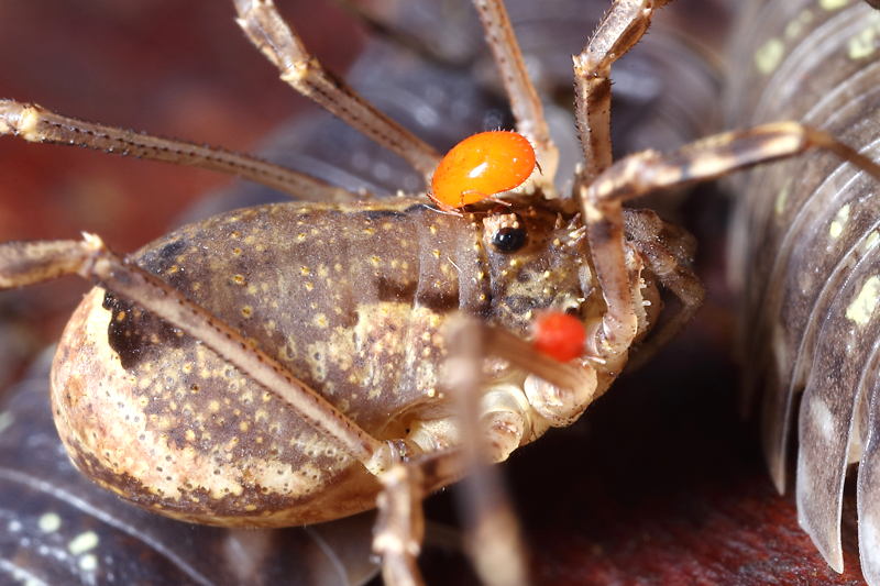 Lacinius ephippiatus ♀