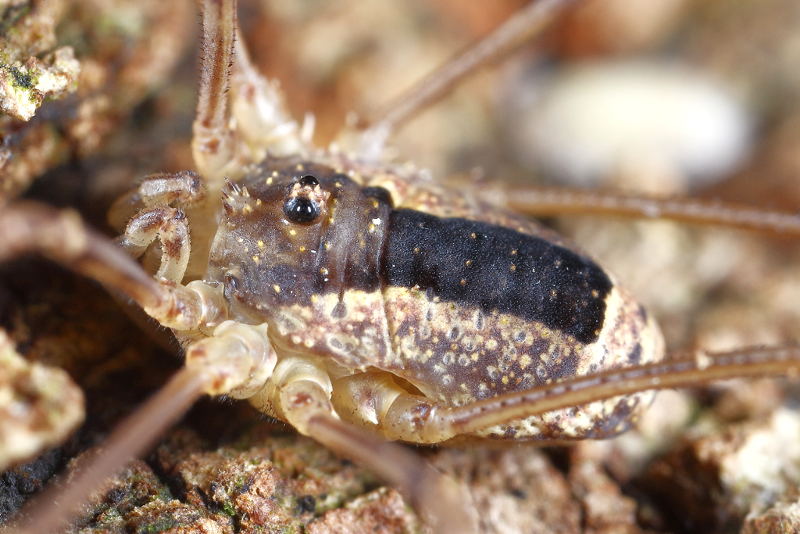 Lacinius ephippiatus ♂