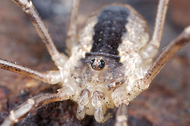 Lacinius ephippiatus ♂