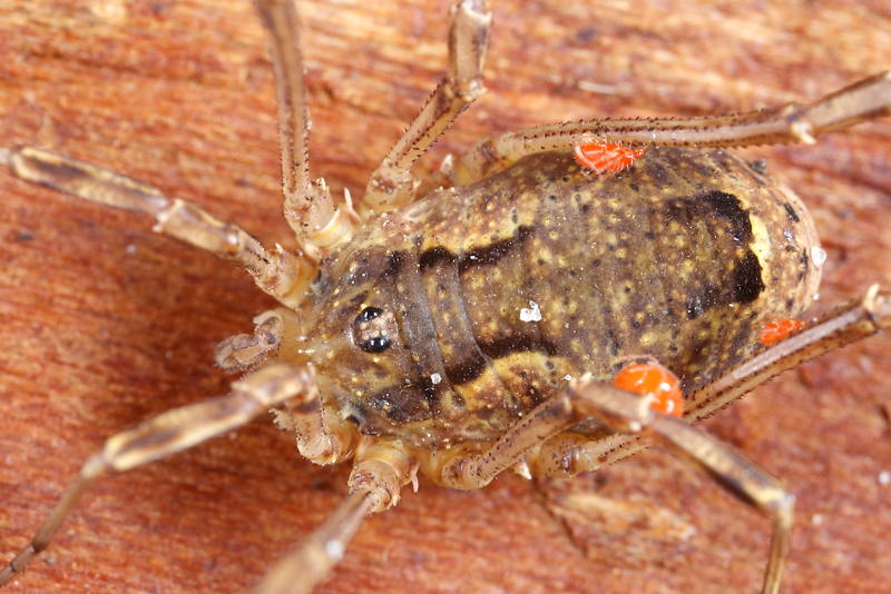 Lacinius ephippiatus ♀