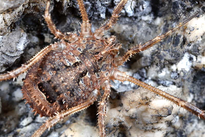 Lacinius horridus