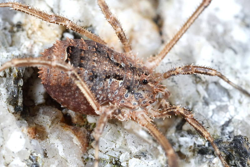 Lacinius horridus