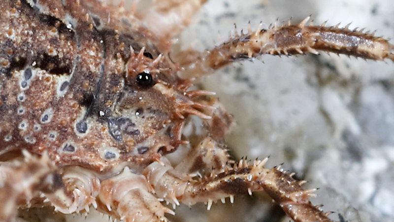 Lacinius horridus