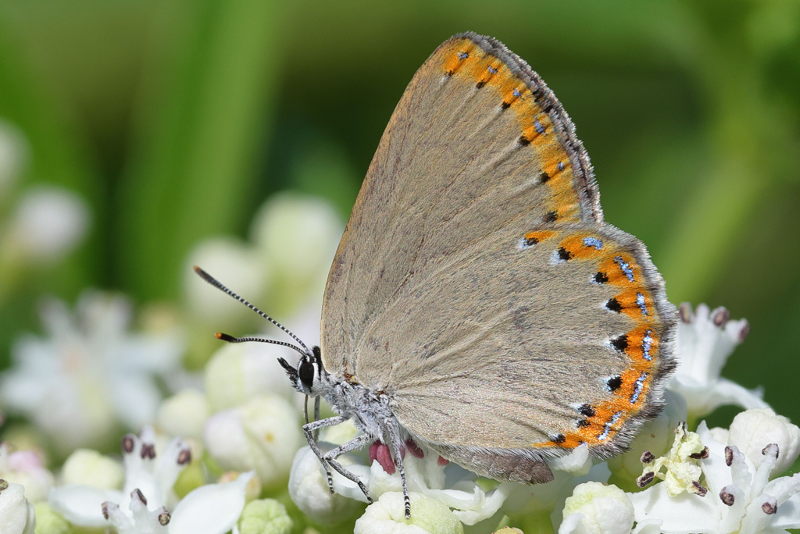 Essenpage, Laeosopis roboris (E)