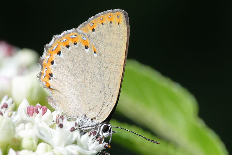 Essenpage, Laeosopis roboris (E)