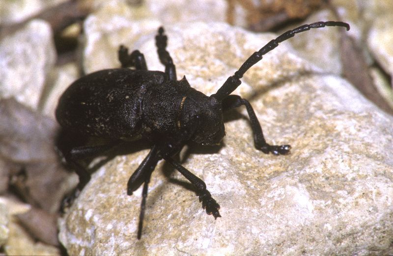 Weverboktor, Lamia textor