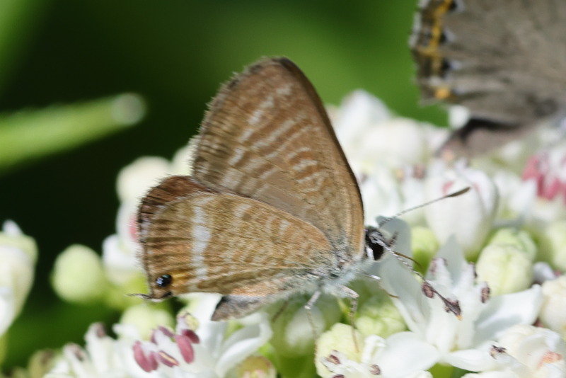 Tijgerblauwtje, Lampides boeticus (E)
