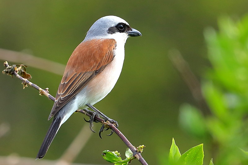 Grauwe Klauwier, Lanius collurio ♂