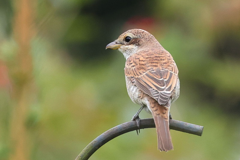 Grauwe Klauwier, Lanius collurio ♀