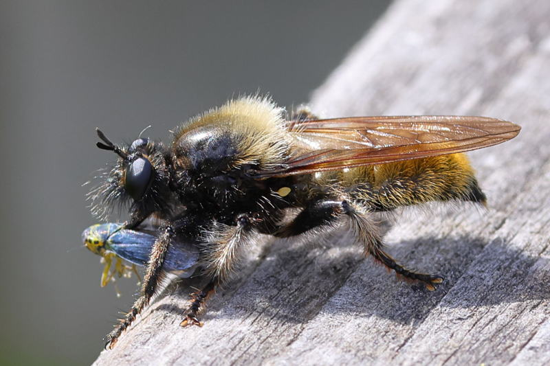 Gele hommelroofvlieg, Laphria flava