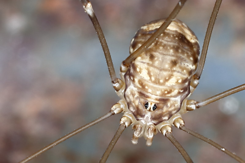 Leiobunum blackwalli juvenile