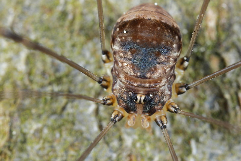 Leiobunum blackwalli ♀