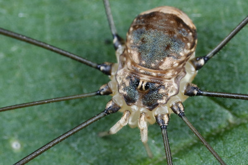 Leiobunum blackwalli ♀