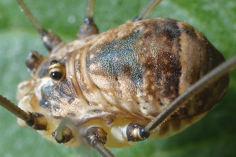 Leiobunum blackwalli ♀