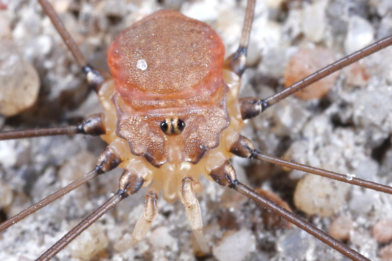 Leiobunum blackwalli ♂