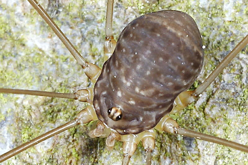 Leiobunum blackwalli juvenile