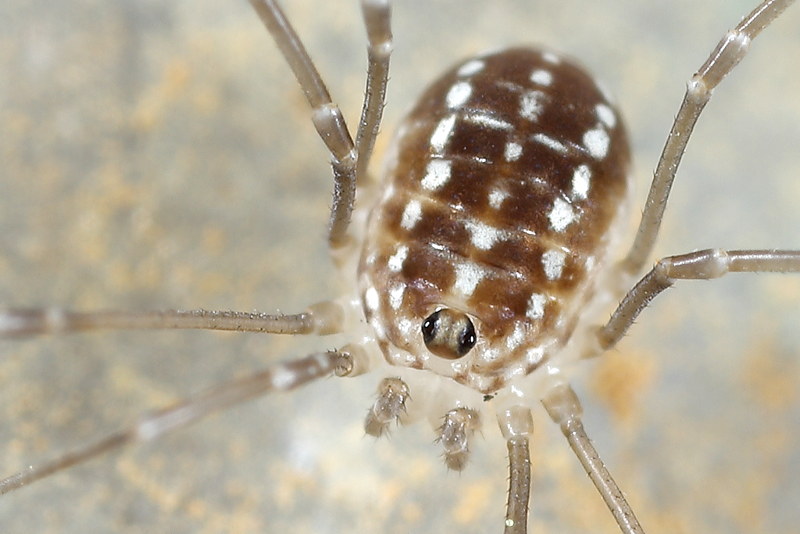 Leiobunum blackwalli juvenile