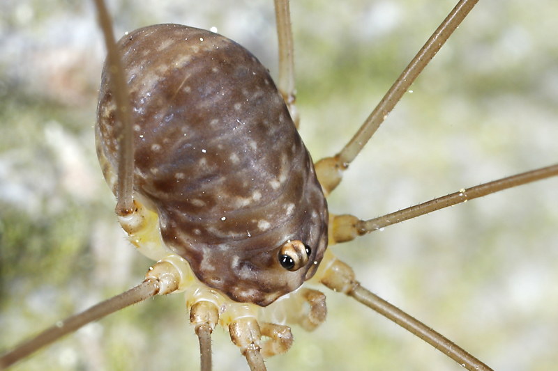 Leiobunum blackwalli, juveniel