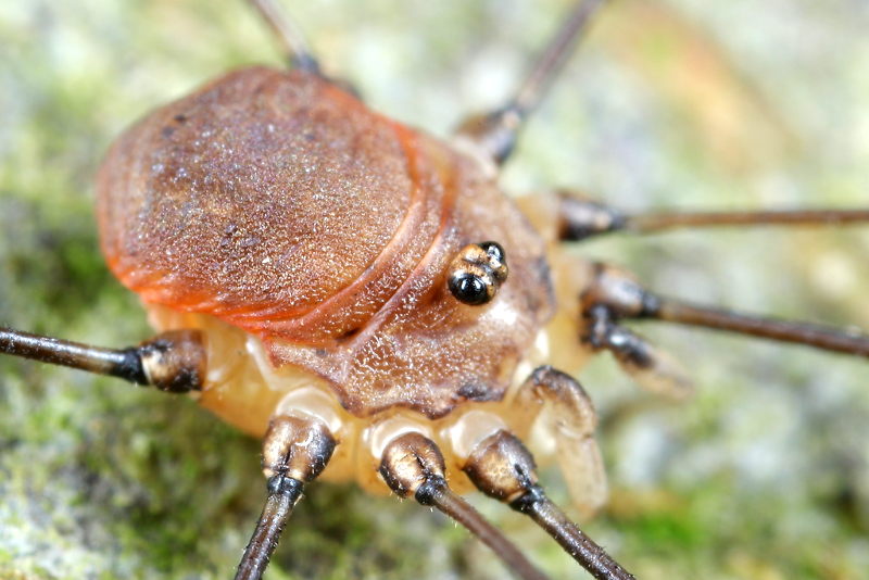 Leiobunum blackwalli ♂