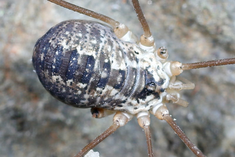 Leiobunum religiosum ♀