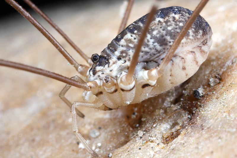 Leiobunum religiosum ♀