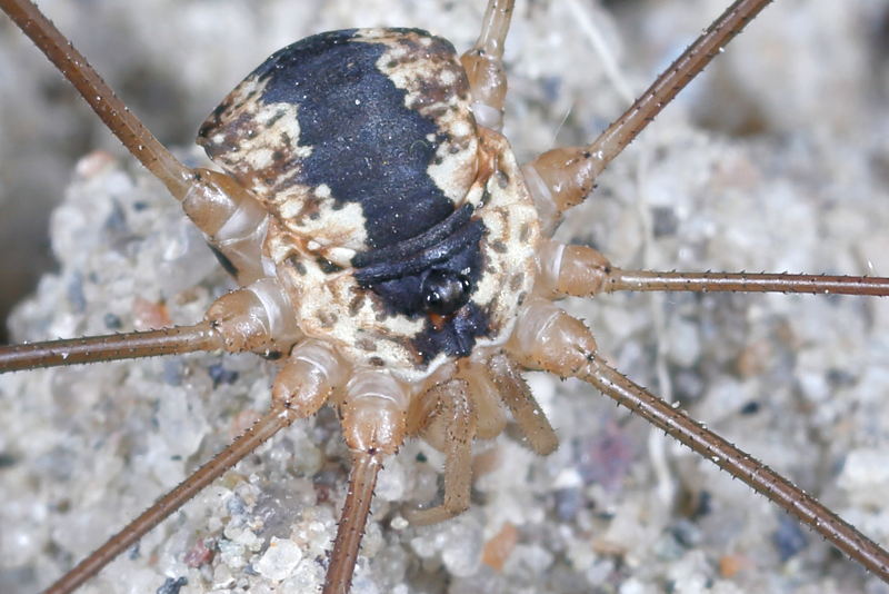 Leiobunum religiosum ♂