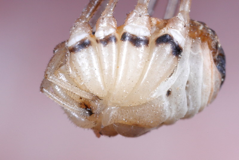 Leiobunum religiosum ♂