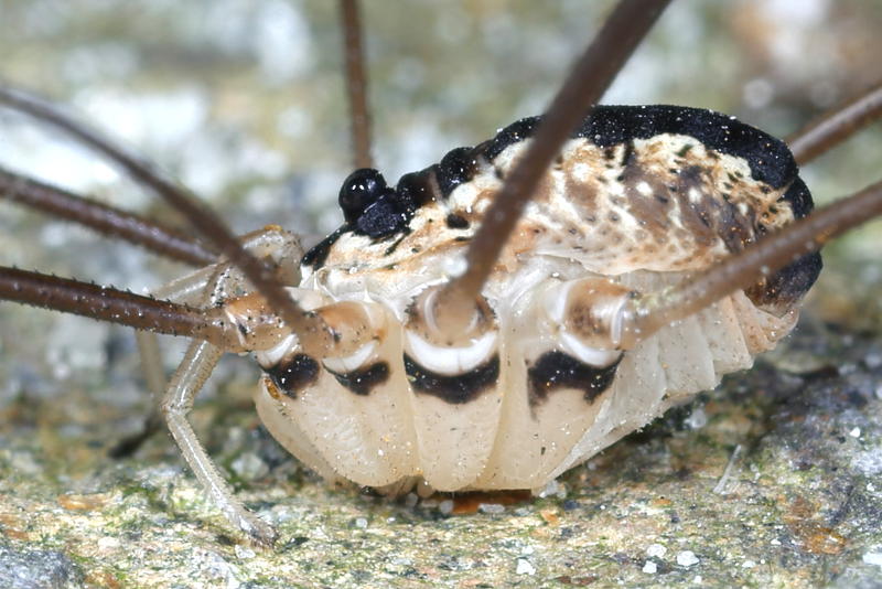 Leiobunum religiosum ♂