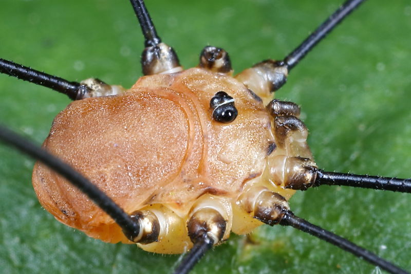 Leiobunum rotundum ♂