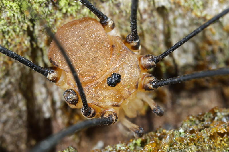 Leiobunum rotundum ♂