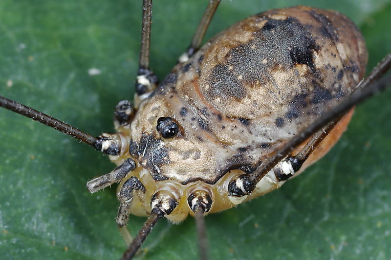 Leiobunum rotundum ♀