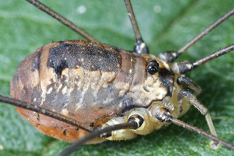 Leiobunum rotundum ♀