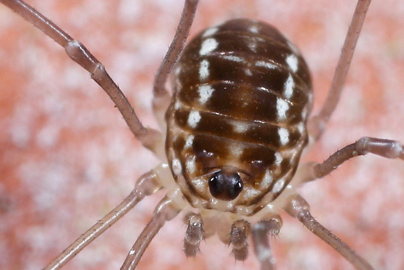 Leiobunum rotundum juvenile