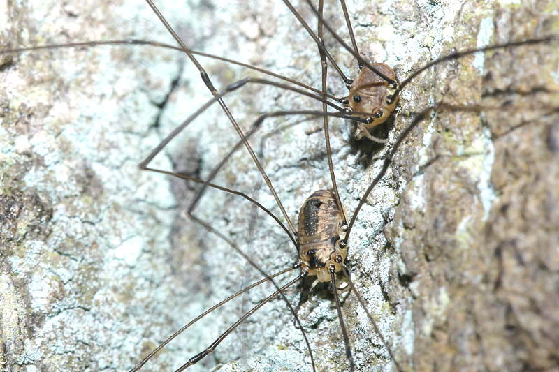 Leiobunum rotundum couple