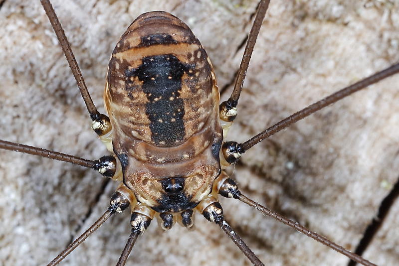 Leiobunum rotundum ♀