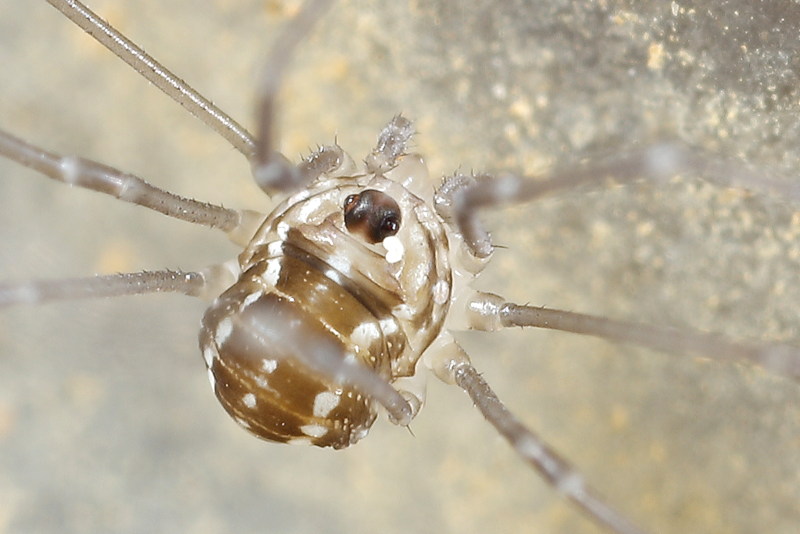 Leiobunum rotundum juvenile