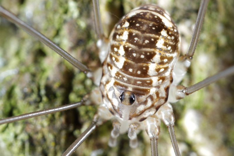 Leiobunum rotundum juvenile