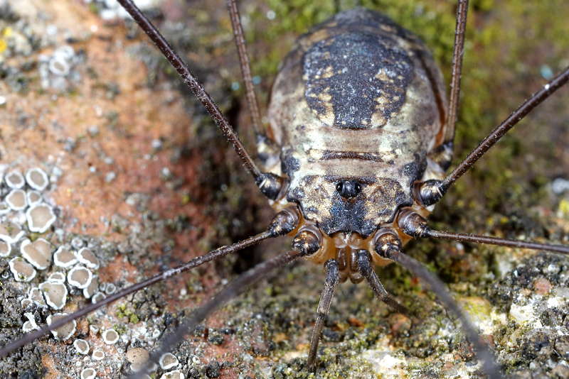Leiobunum spec A