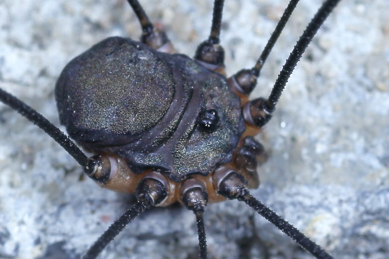 Leiobunum spec A ♂