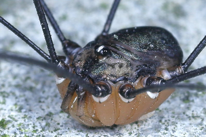 Leiobunum spec A ♂
