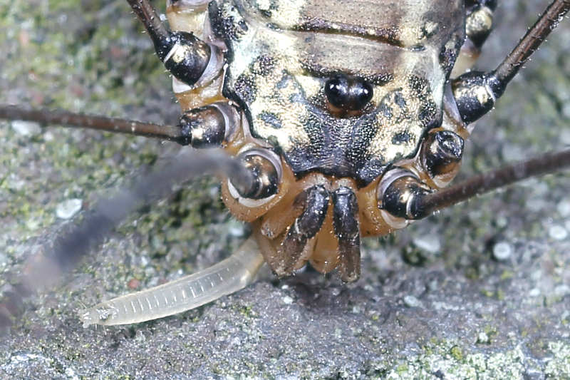 Leiobunum spec A, ovipositor visible