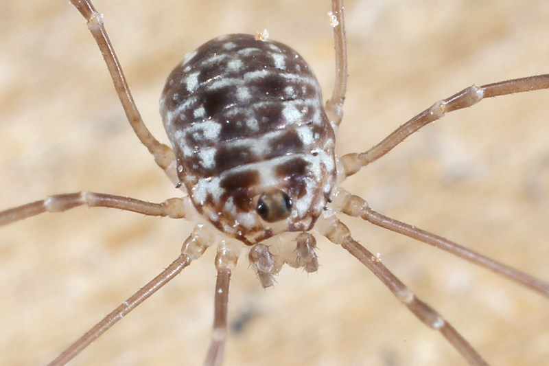 Leiobunum spec A