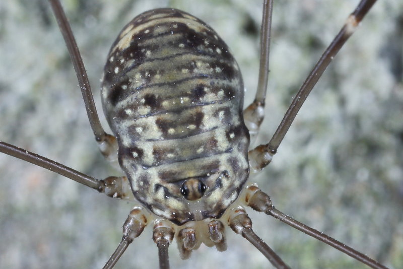 Leiobunum spec A