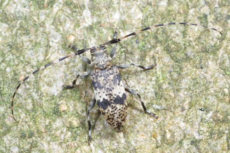 Leiopus spec