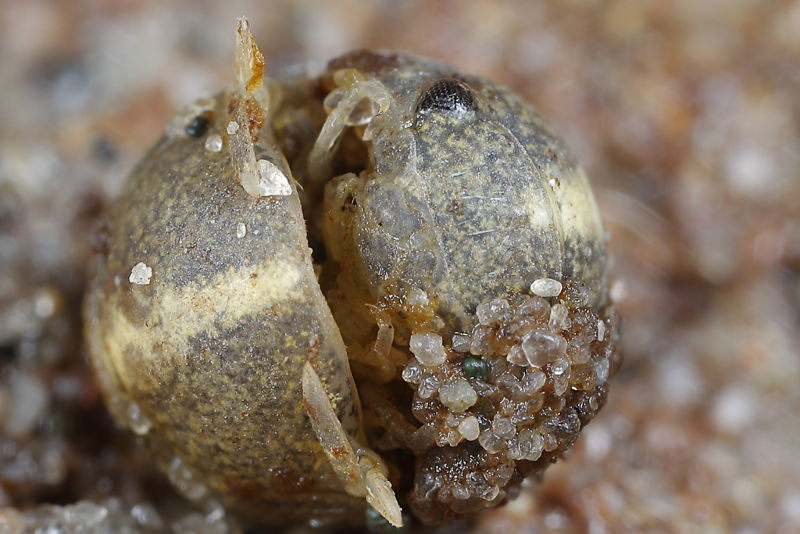 Sea slater, Lekanesphaera rugicauda