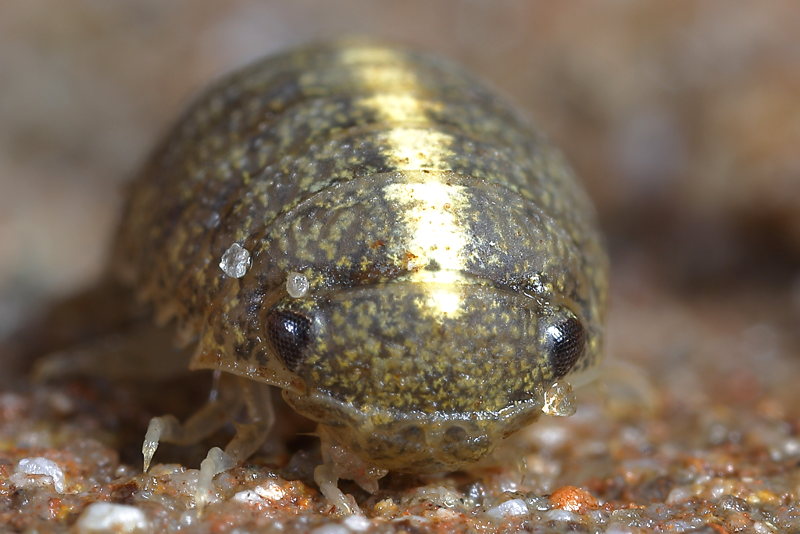 Sea slater, Lekanesphaera rugicauda