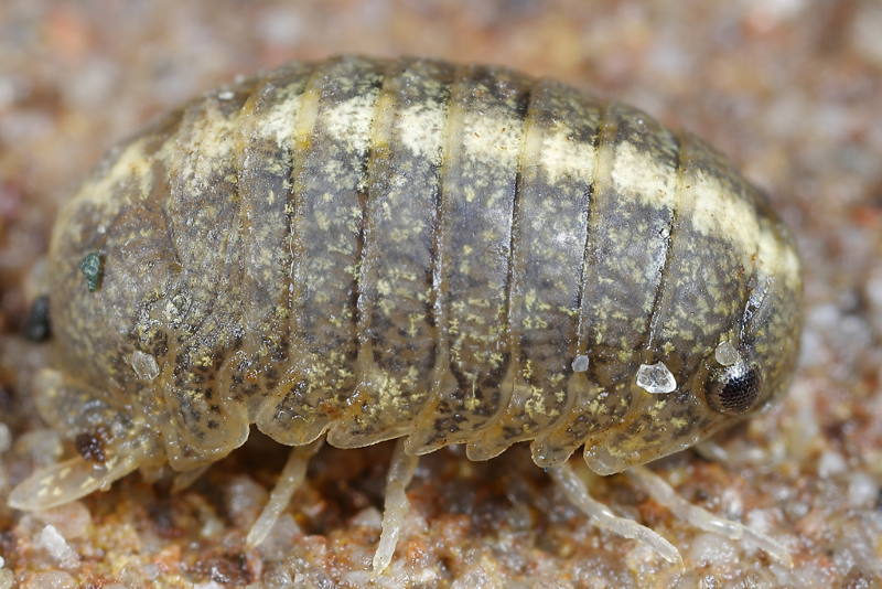 Sea slater, Lekanesphaera rugicauda