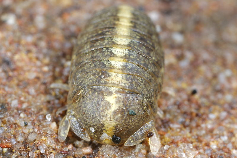 Sea slater, Lekanesphaera rugicauda