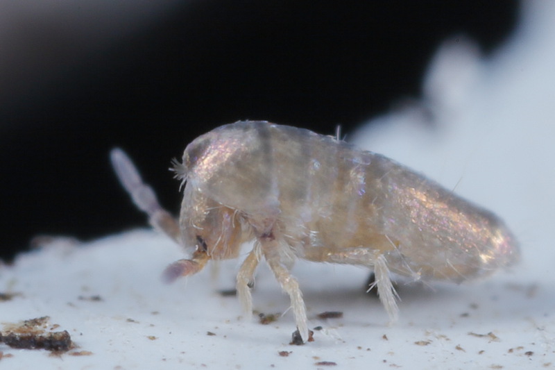 Lepidocyrtus curvicollis