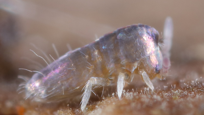 Lepidocyrtus curvicollis